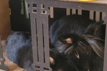 Toast is looking extra F L A T today.