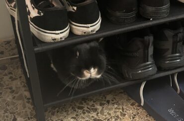 Not sure if I should wear my Vans or my Buns. Any advice?