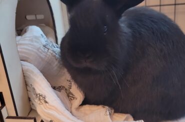 Fabric Chewer gone too far