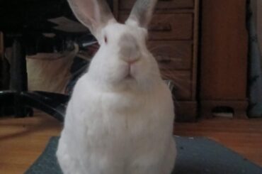 Have my little weirdos, just showing Mr. Snow and Sir Thumper off