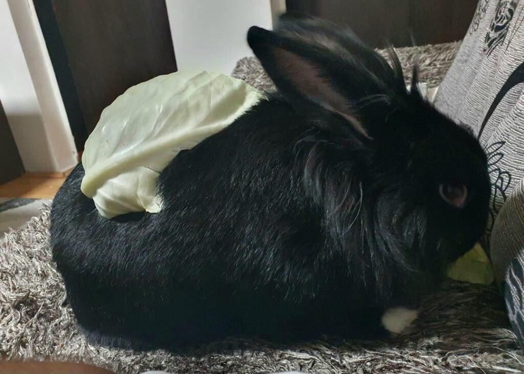 She launched a piece of cabbage on her back.