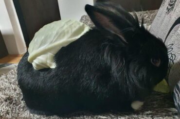 She launched a piece of cabbage on her back.