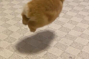 Tidy home vs. bunny life – Is it possible?