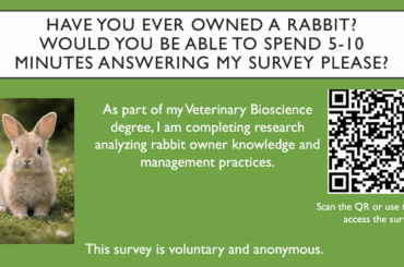 Rabbit survey
