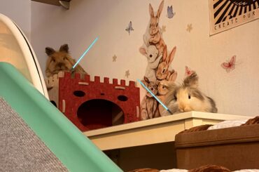 We have the high ground Bunnykin