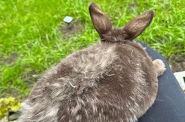 Time for the quarterly fur plucking