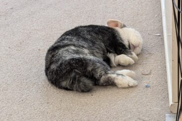 sleep .. finding her at her most relaxed makes me my least relaxed!