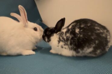 Who would you say is the bigger threat to instigate a fight?