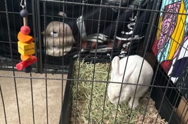 Litter box advice needed