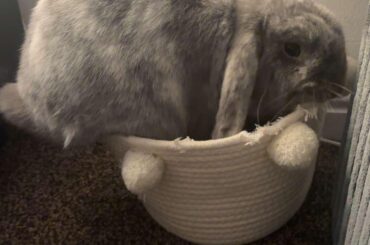 I promise I haven’t been chewing this basket dada.