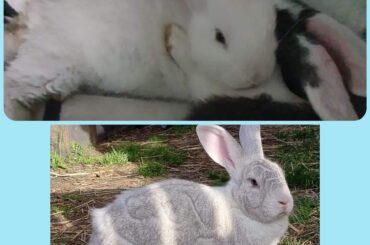 One of my big boys, Magick, turned 8 last week x baby pic & now