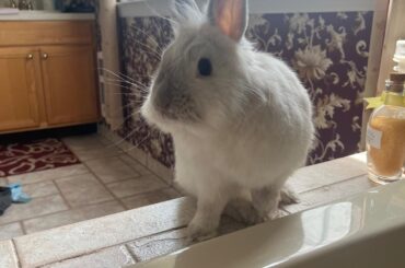 She jumped up when I was taking a bath