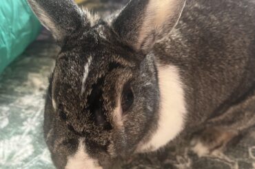 My rabbit gave my other rabbit a BALD SPOT. Need advice on “barbering” please!