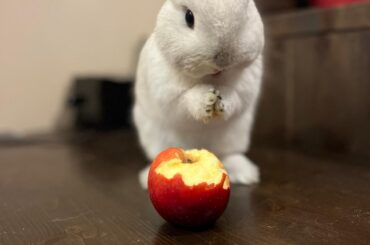 No, I swear, it wasn't me !