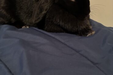 My rabbit peed on my couch, how do I keep this from happening again?