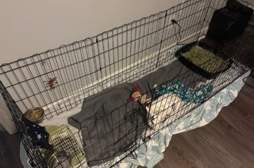 Hello, need ideas on how to bond with my little guy before getting him neutered