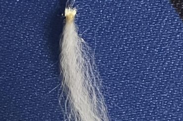 What are these tiny clumps of hairs?