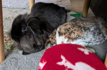 Loki belongs here, squished next to (or under) Eisa