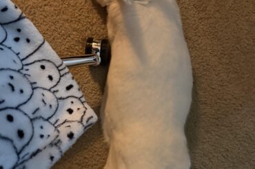 Anyone else ? Idk how my bun lays like this