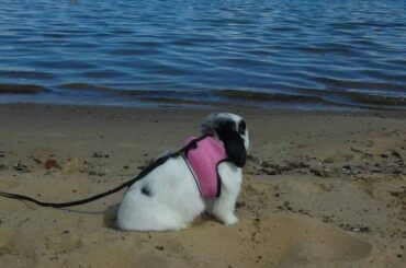 My Late Bun on the Beach