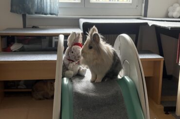 He loves the slide😂🐰