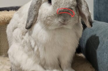 Felt a strange bump on the nose