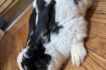 Found Bun Outside - Name Suggestions?