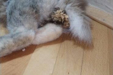 im scared for my bunny