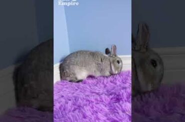 Sweet Bunny Flop