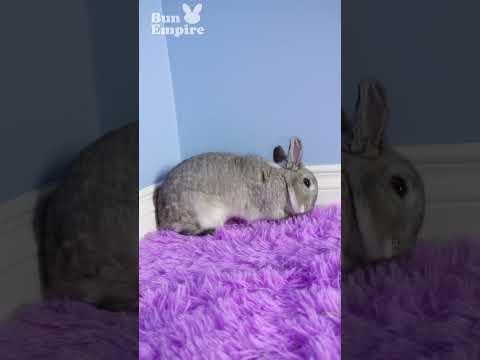Sweet Bunny Flop