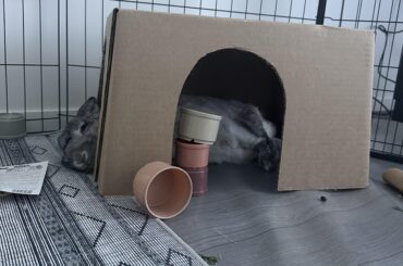 My rabbit is aggressive and won’t let me touch her.