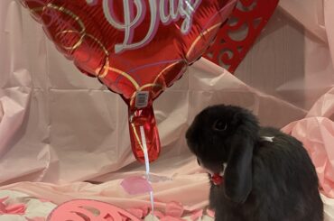 Happy late vday from blueberry Alan