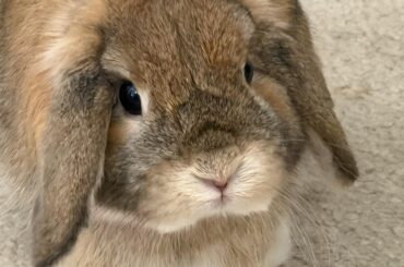 possible to bond my bunny with another when he’s been a lone bun for a long time?