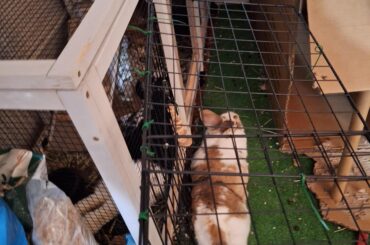 Even though they're apart ( for now) they always sploot in tandem.