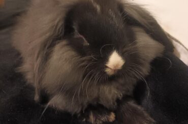 Lil Ozzy. 10 weeks old