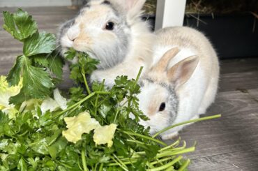 For now leafy greens but in a few weeks… finally forage!