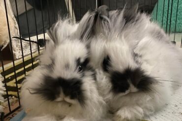 I need name suggestions! The one with a flopped ear is a boy and the other one is a girl!