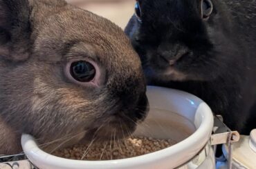 Trying to find a new home for my babies. . . 💔 (Wisconsin, Hilbert)