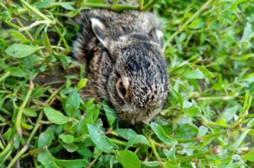 My friend rescued this baby bunny. What should we call her?