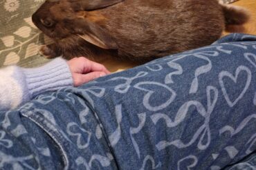 New bun is already so chill around me