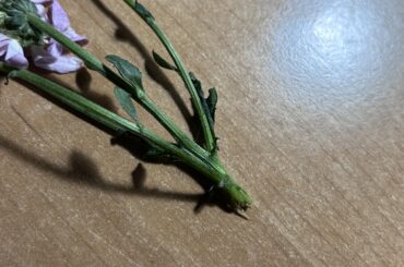 my bunny ate a toxic plant, what do i do now?