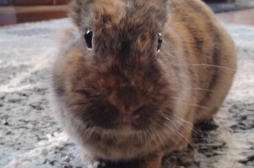 Is a piece of celery too much for 1