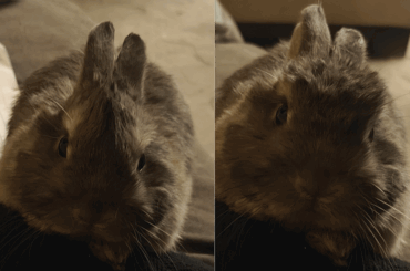 Changing looks and everything. Mighty Bun Willis mowhak and Jean Claude Bun Damme flat top.