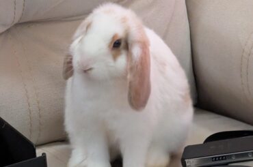 Yeah, I just pooped on the couch. Wanna make something of it?