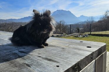 This is Lulu, a fourteen year old bunny. She's one of my girlfriend's bunnies, one of the luckiest animals in the world! They live in Austria in peace, love, and relatively good health given the circumstances!