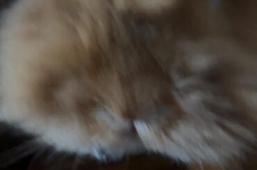 I took his bowl to clean and he got upset