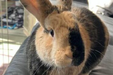 The Queen, demanding my attention this morning