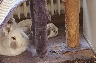 He was so sleppy that his head just dropped like this