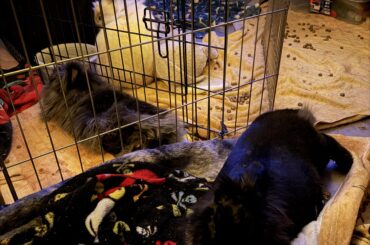 I am a very lucky dada