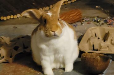 No thoughts in this sweet boys head